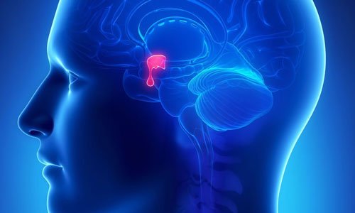 Everything-You-Need-to-Know-About-the-Pituitary-Gland