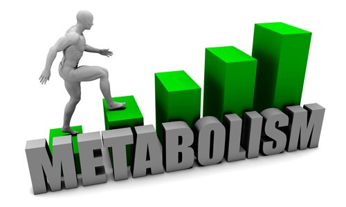 It Is Not Your Metabolism’s Fault!